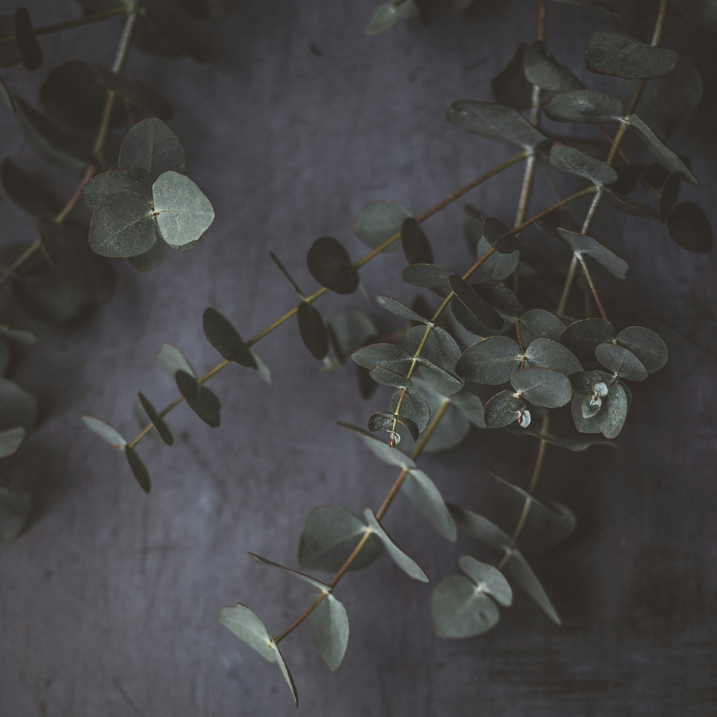 CLEAN MINT SOY WAX MELTS